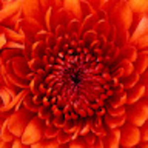 Meet your Posher, Allyna